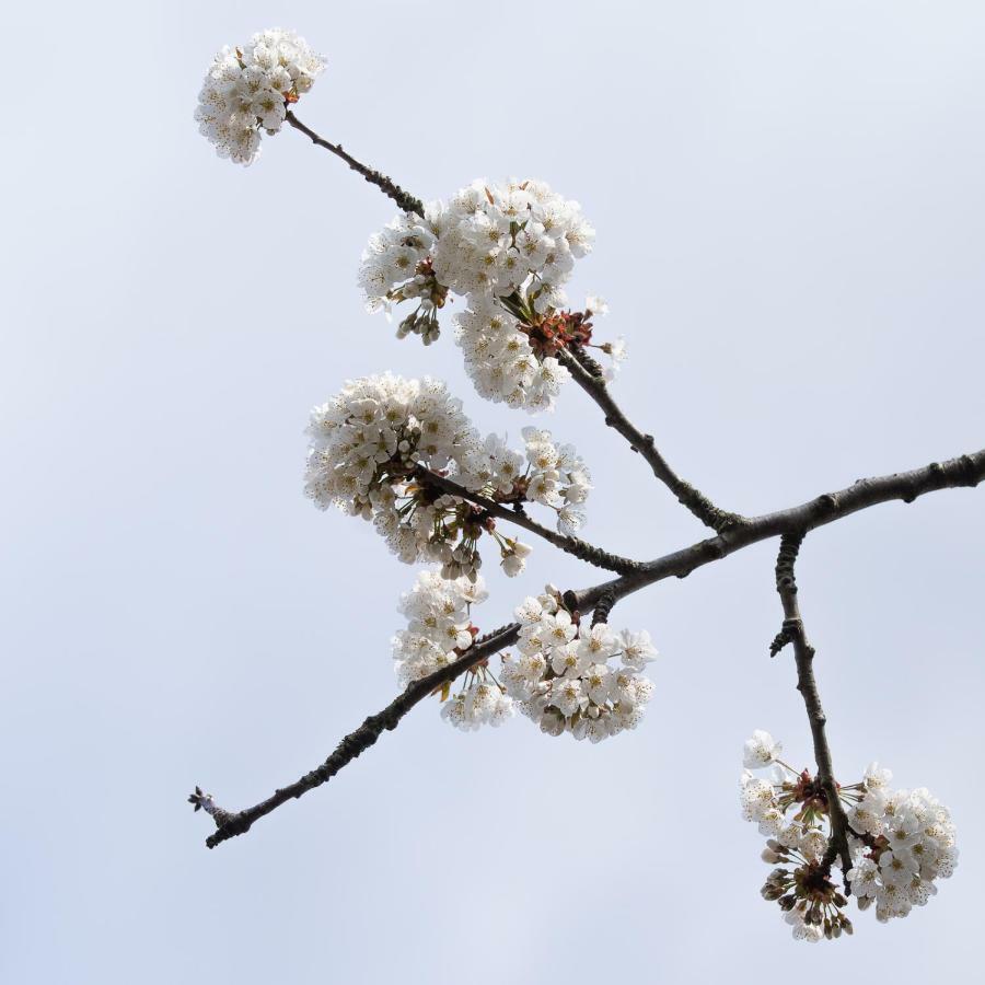 Onder De Kersenboom Panzió Hilversum Kültér fotó